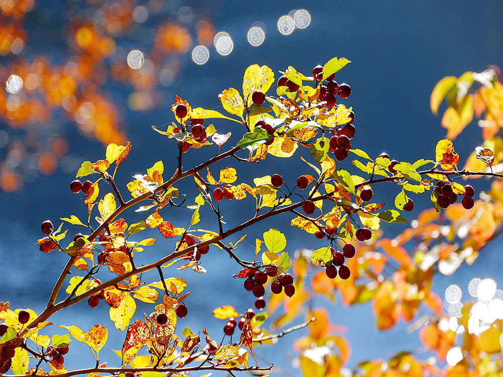 zur &Uuml;bersicht Blatt um Blatt 9