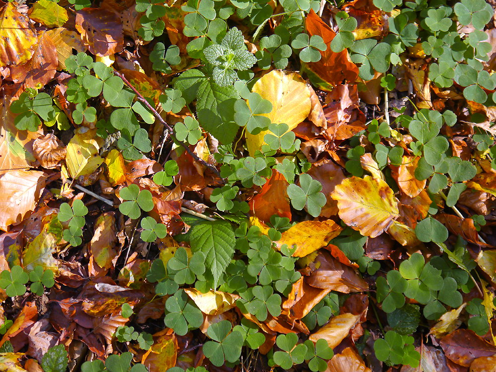 zur &Uuml;bersicht Blatt um Blatt 9