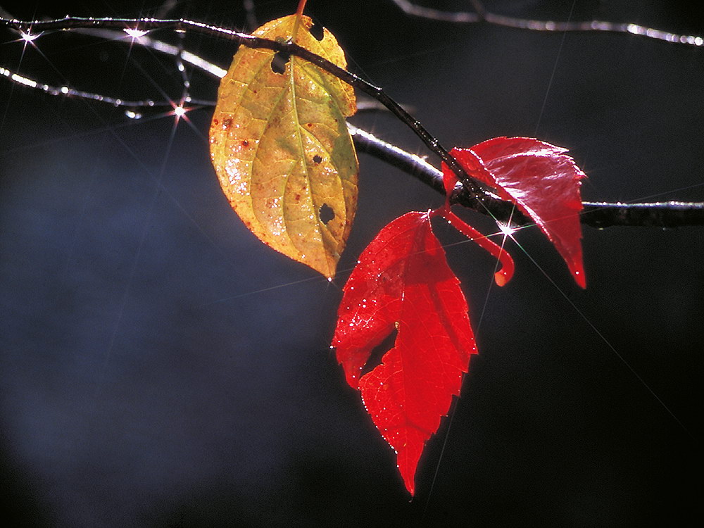 zur &Uuml;bersicht Blatt um Blatt 10