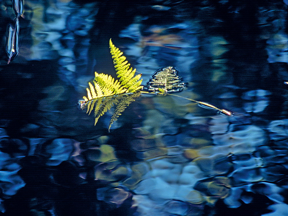 zur &Uuml;bersicht Blatt um Blatt 10