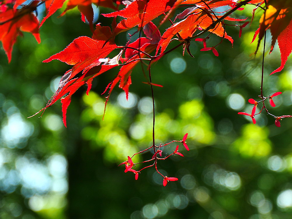 zur &Uuml;bersicht Blatt um Blatt 10