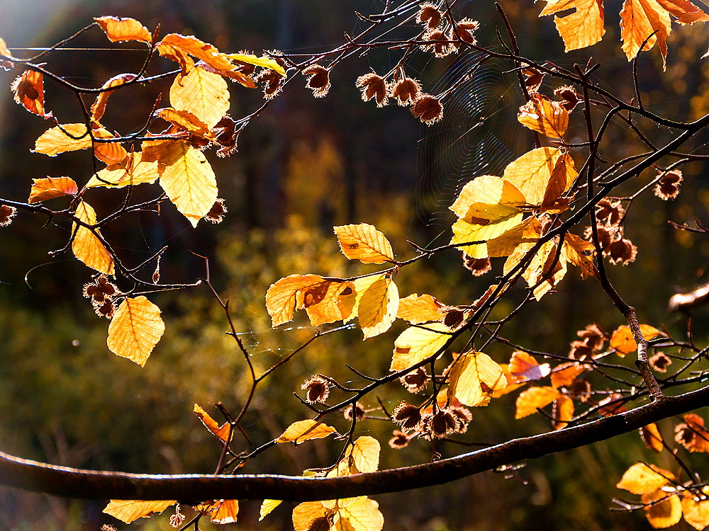 zur &Uuml;bersicht Blatt um Blatt 10