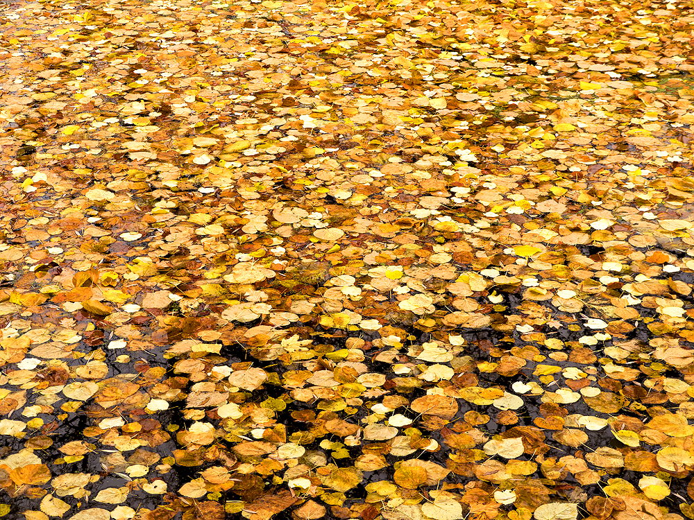 zur &Uuml;bersicht Blatt um Blatt 10