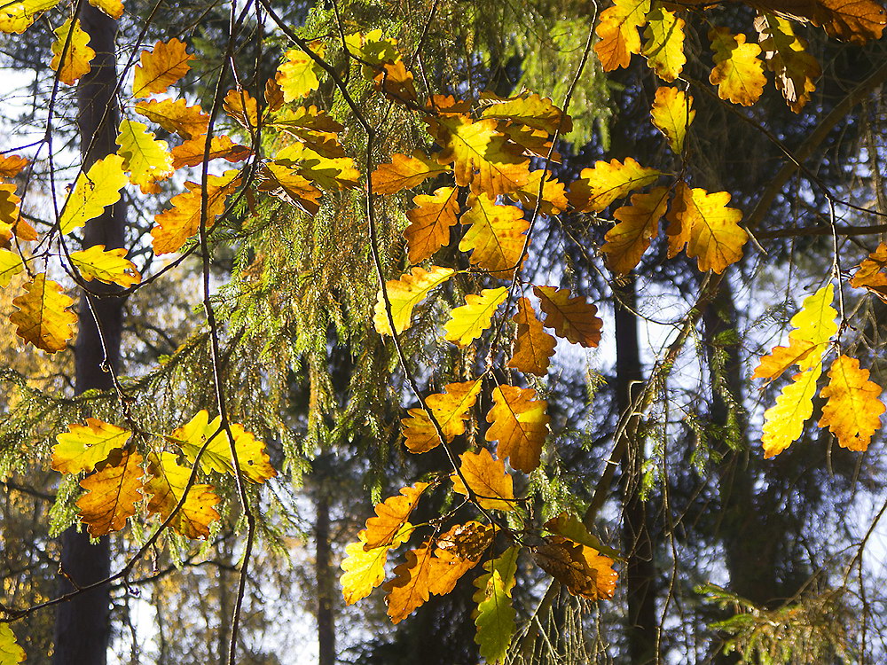 zur &Uuml;bersicht Blatt um Blatt 10