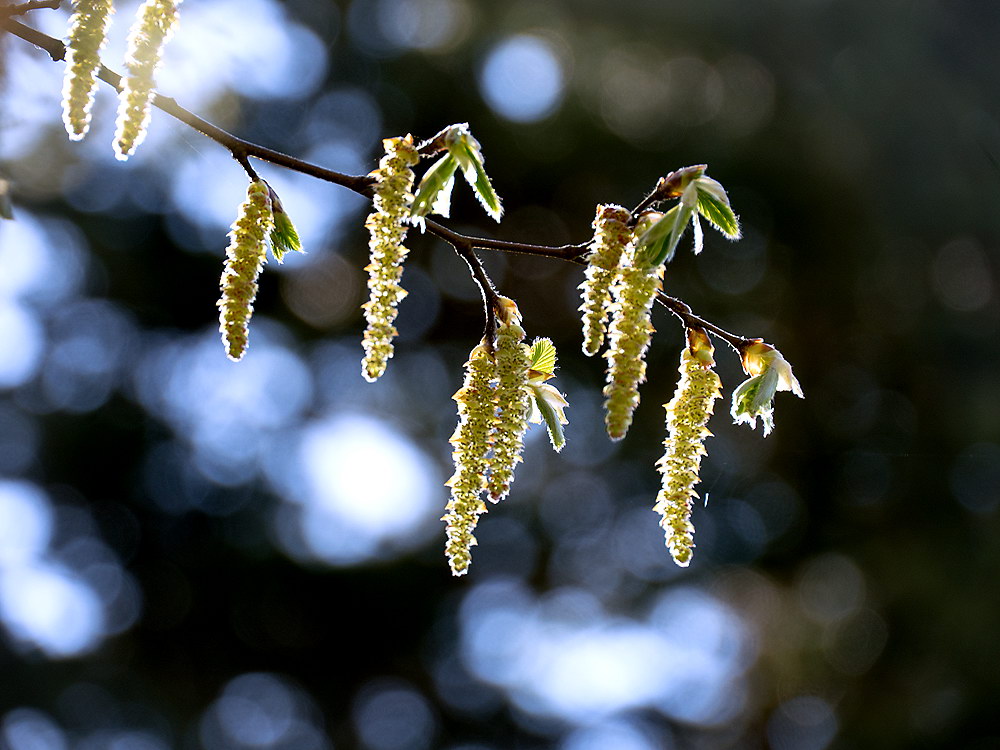 zur &Uuml;bersicht Blatt um Blatt 10