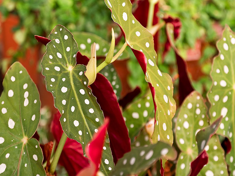 zur &Uuml;bersicht Blatt um Blatt 10