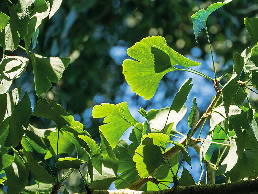 zur &Uuml;bersicht Blatt um Blatt 10