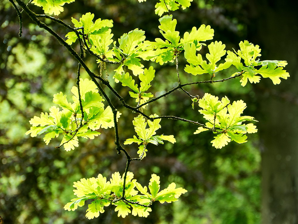 zur &Uuml;bersicht Blatt um Blatt 11