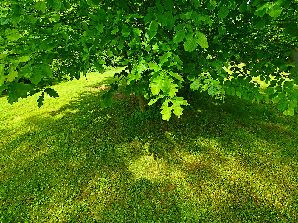 zur &Uuml;bersicht Blatt um Blatt 11