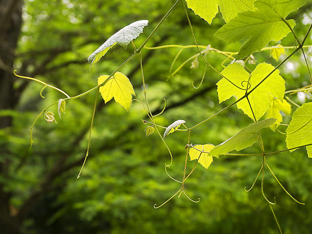 zur &Uuml;bersicht Blatt um Blatt 11