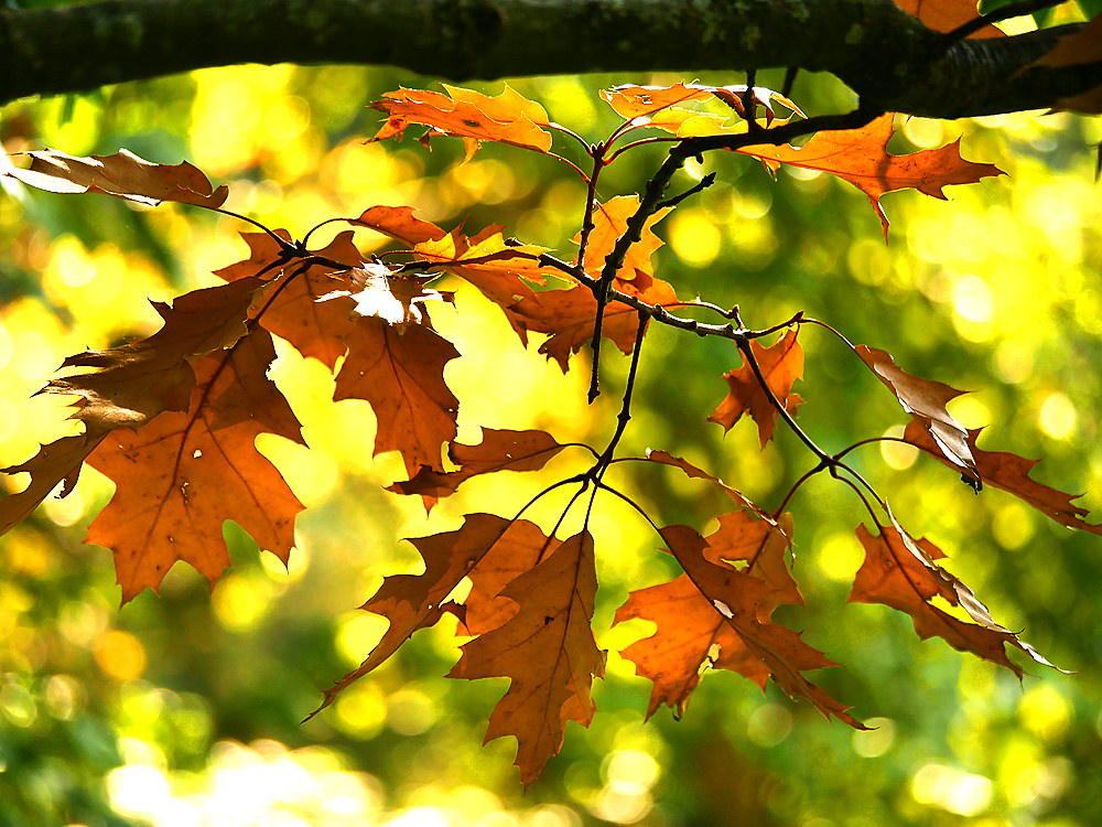 zur &Uuml;bersicht Blatt um Blatt 11