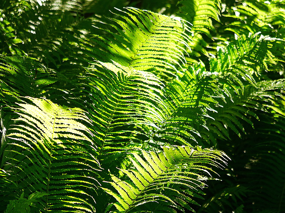 zur &Uuml;bersicht Blatt um Blatt 11