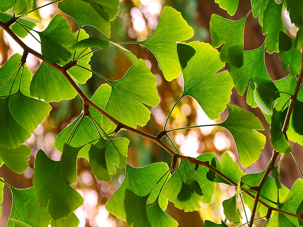 zur &Uuml;bersicht Blatt um Blatt 11