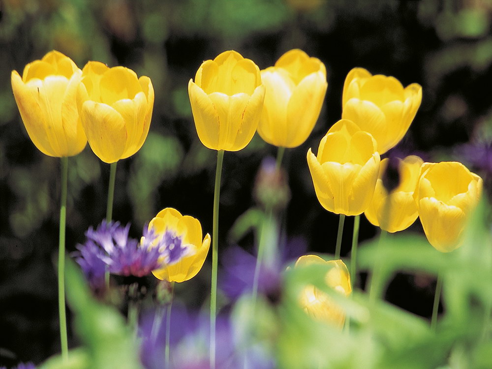 zur &Uuml;bersicht Bl&uuml;tentr&auml;ume 12