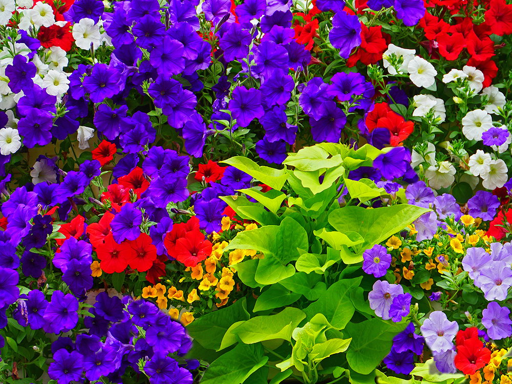 zur &Uuml;bersicht Bl&uuml;tentr&auml;ume 12