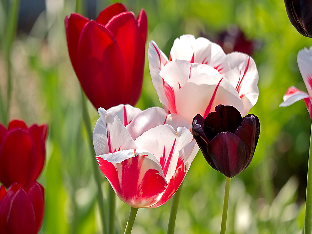 zur &Uuml;bersicht Bl&uuml;tentr&auml;ume 12