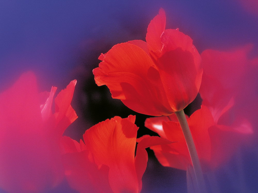 zur &Uuml;bersicht Bl&uuml;tentr&auml;ume 12