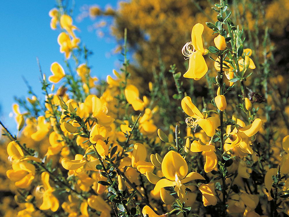 zur &Uuml;bersicht Bl&uuml;tentr&auml;ume 12