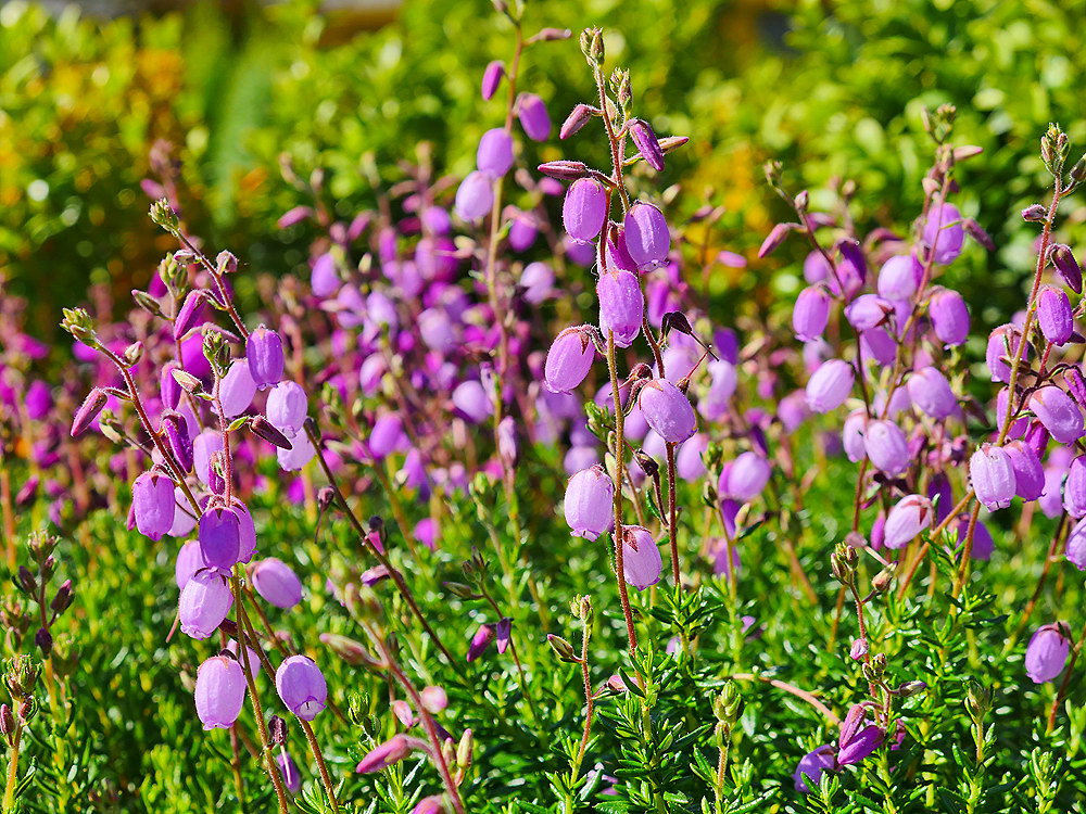 zur &Uuml;bersicht Bl&uuml;tentr&auml;ume 12
