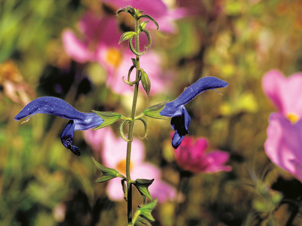 zur &Uuml;bersicht Bl&uuml;tentr&auml;ume 12