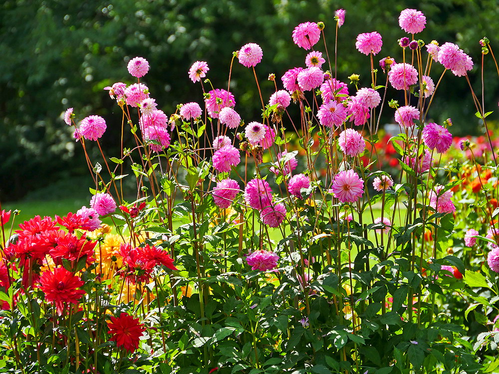 zur &Uuml;bersicht Bl&uuml;tentr&auml;ume 12