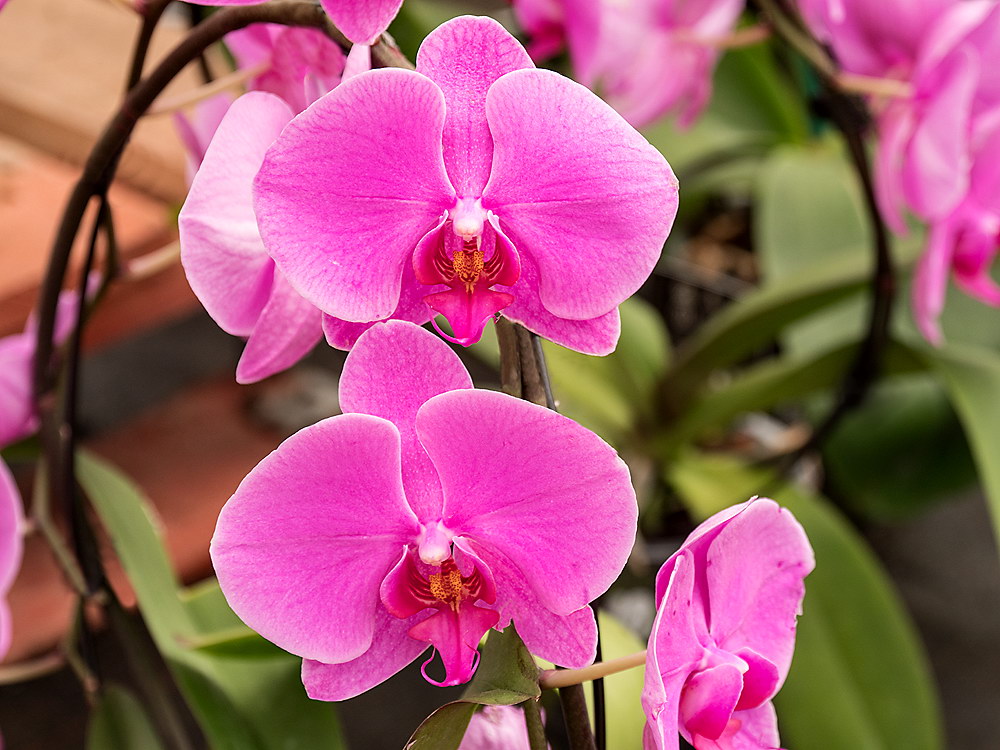 zur &Uuml;bersicht Bl&uuml;tentr&auml;ume 13