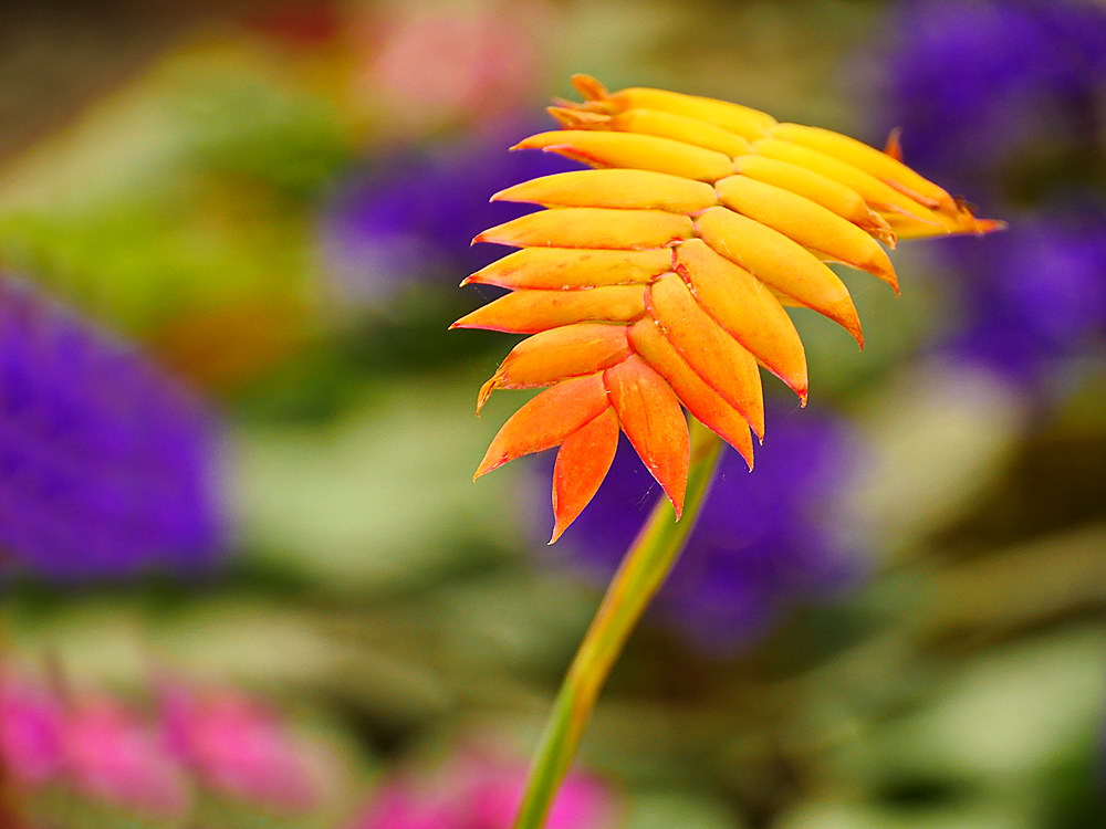 zur &Uuml;bersicht Bl&uuml;tentr&auml;ume 13