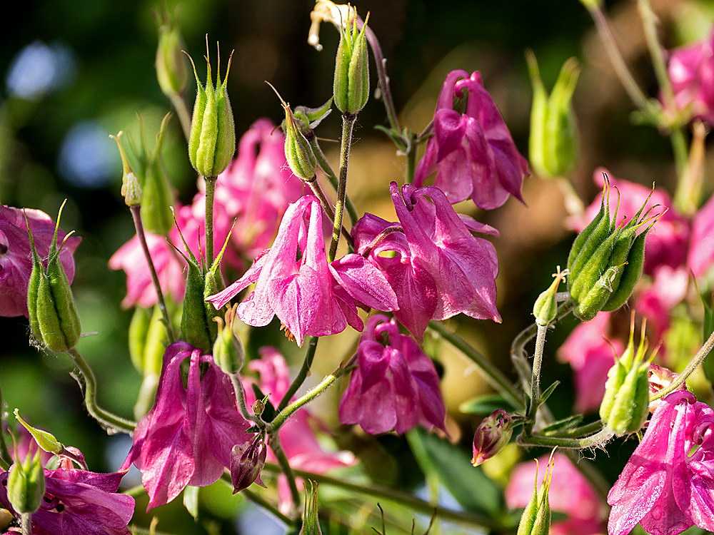 zur &Uuml;bersicht Bl&uuml;tentr&auml;ume 13