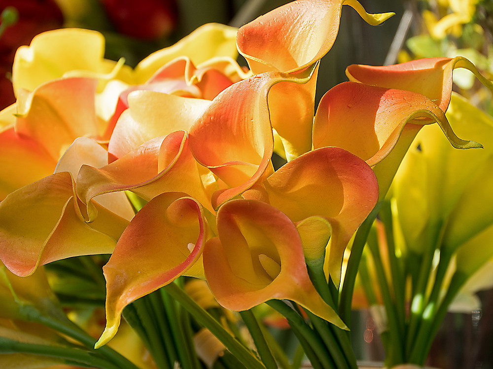 zur &Uuml;bersicht Bl&uuml;tentr&auml;ume 13