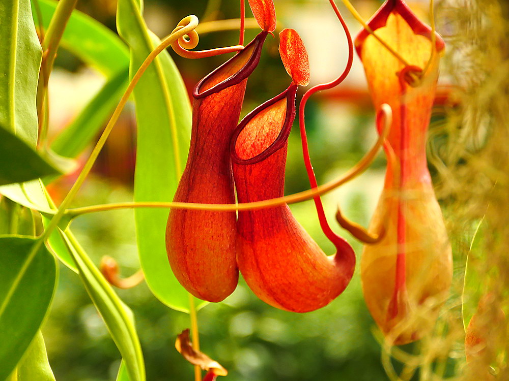 zur &Uuml;bersicht Bl&uuml;tentr&auml;ume 13