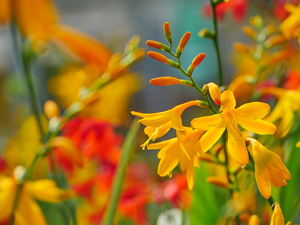 zur &Uuml;bersicht Bl&uuml;tentr&auml;ume 13
