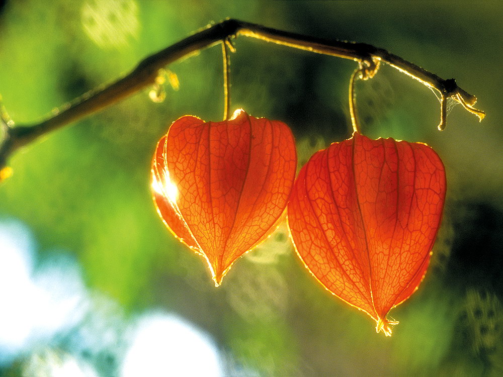 zur &Uuml;bersicht Bl&uuml;tentr&auml;ume 13