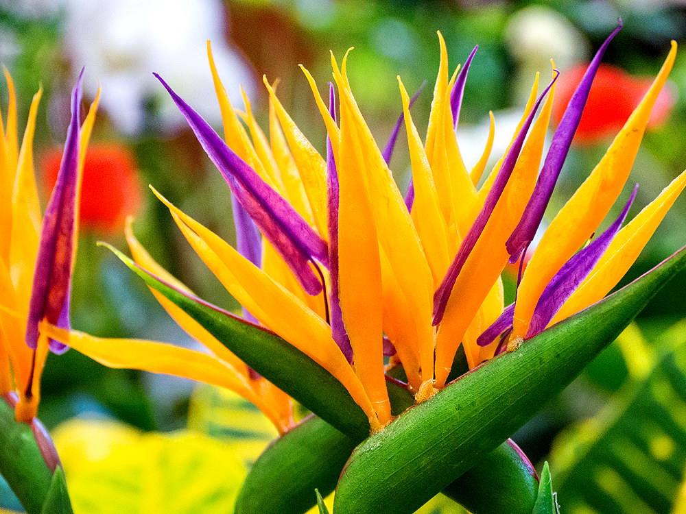 zur &Uuml;bersicht Bl&uuml;tentr&auml;ume 13