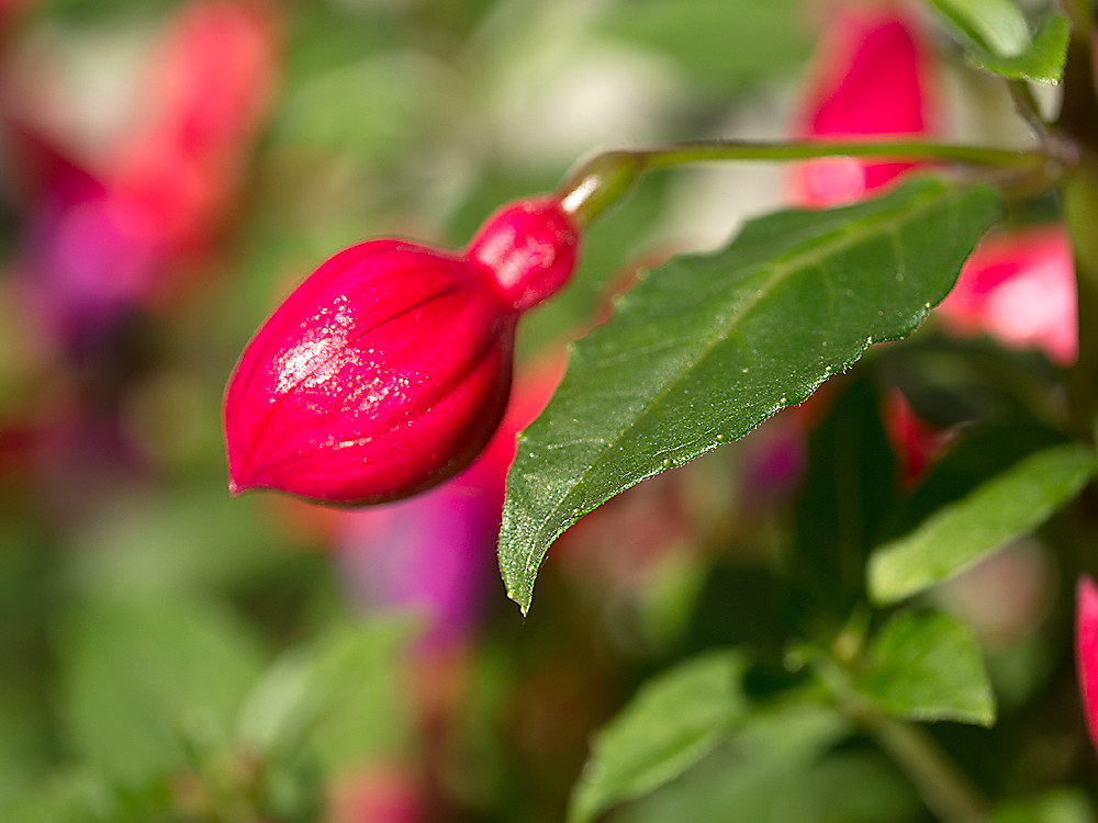 zur &Uuml;bersicht Bl&uuml;tentr&auml;ume 13