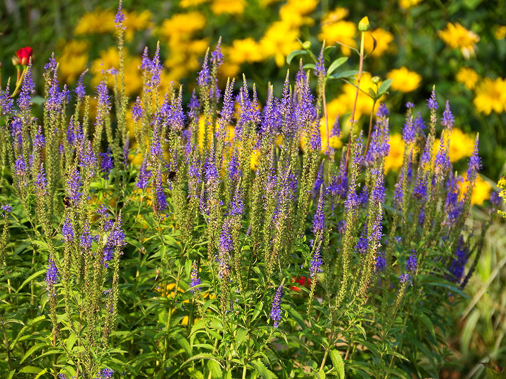zur &Uuml;bersicht Bl&uuml;tentr&auml;ume 14