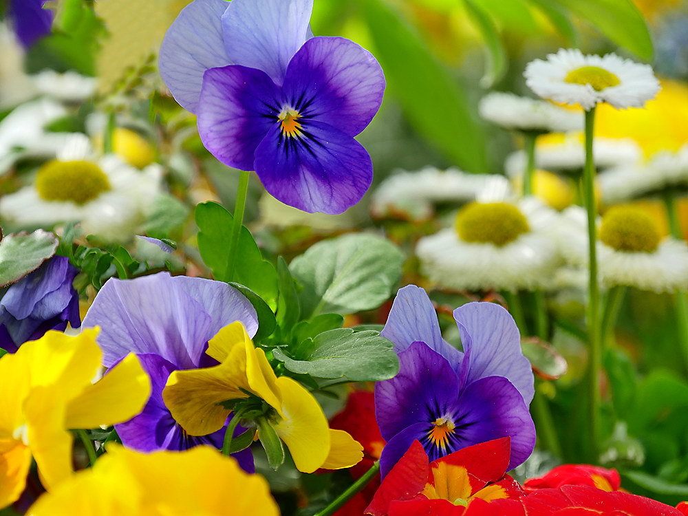 zur &Uuml;bersicht Bl&uuml;tentr&auml;ume 14