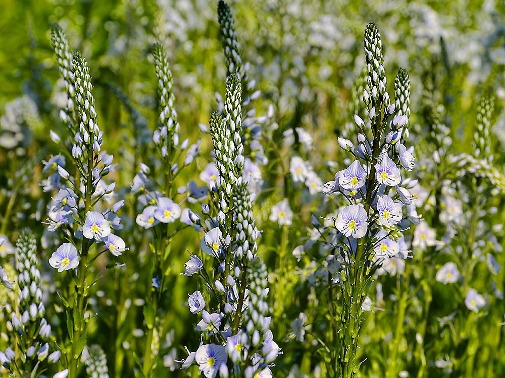 zur &Uuml;bersicht Bl&uuml;tentr&auml;ume 14