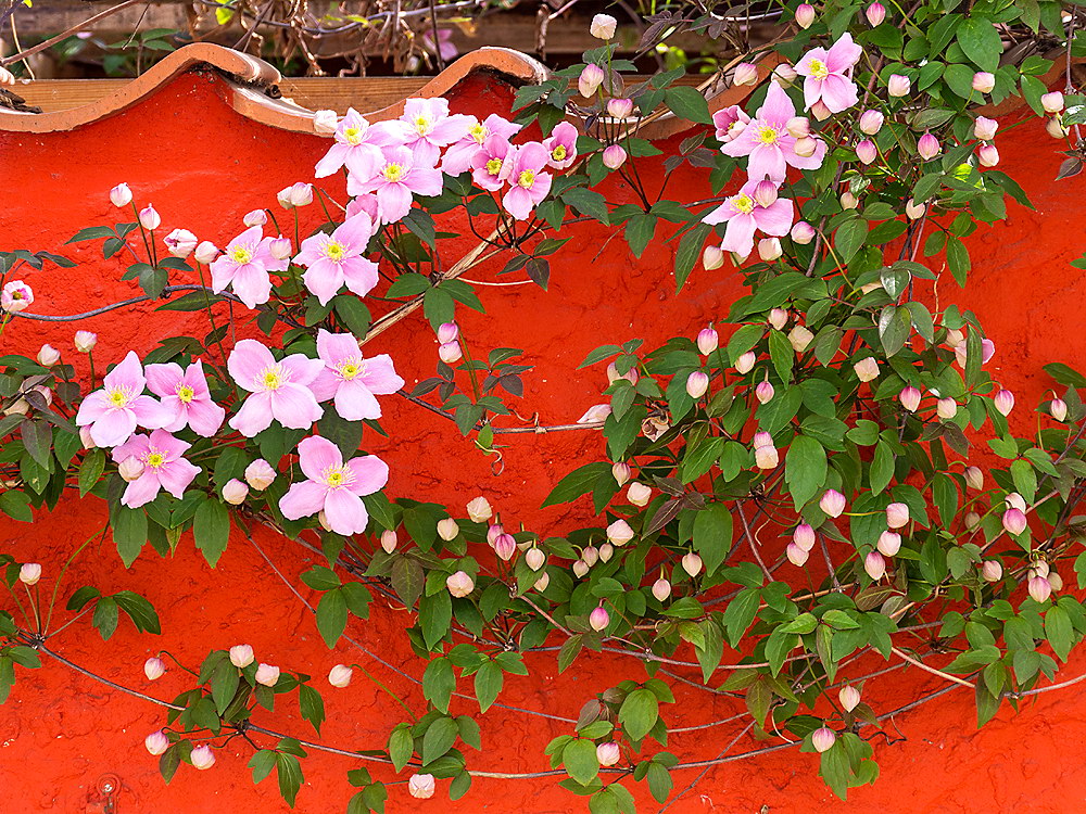 zur &Uuml;bersicht Bl&uuml;tentr&auml;ume 14