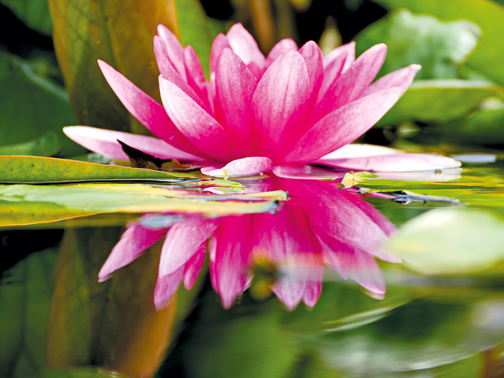 zur &Uuml;bersicht Bl&uuml;tentr&auml;ume 14