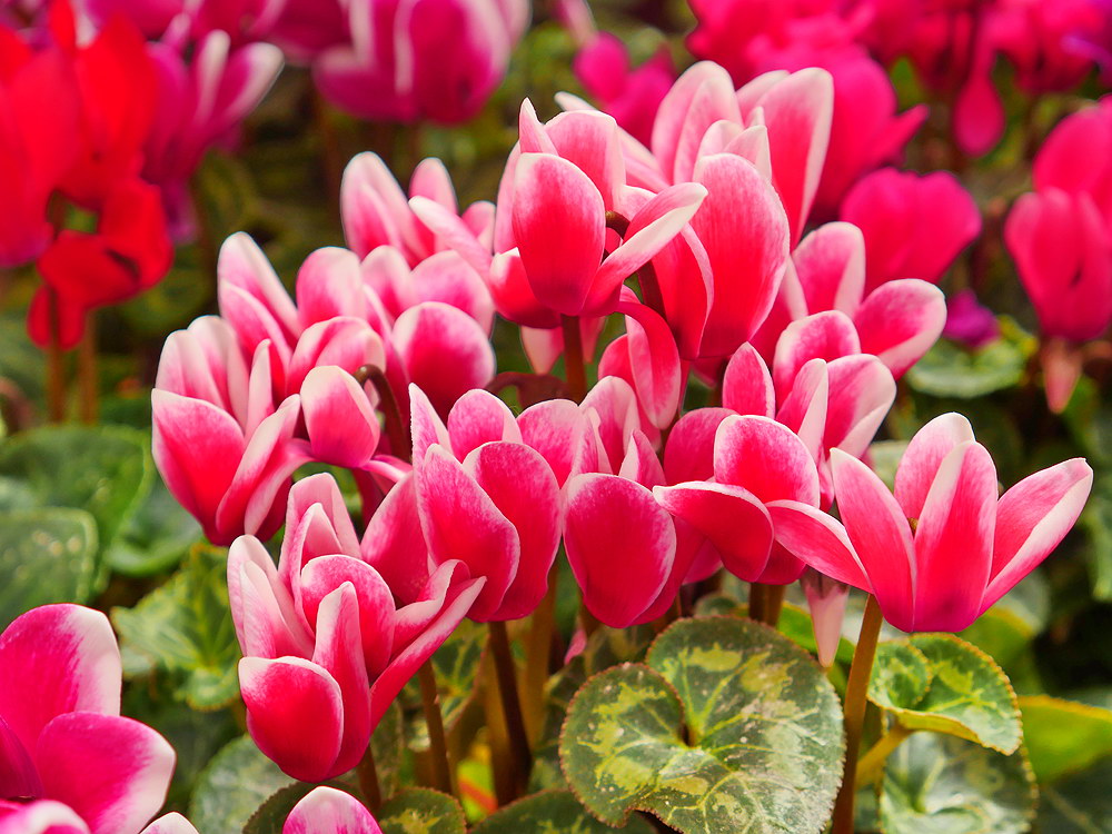 zur &Uuml;bersicht Bl&uuml;tentr&auml;ume 14