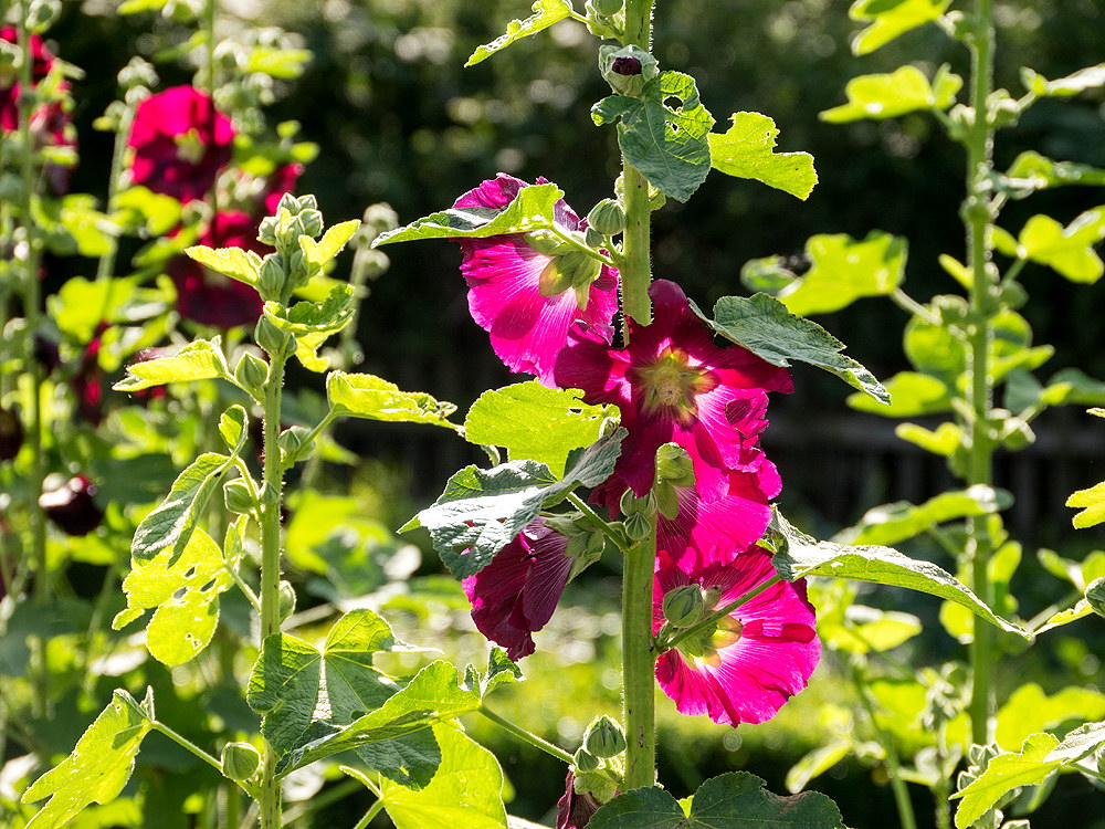 zur &Uuml;bersicht Bl&uuml;tentr&auml;ume 14