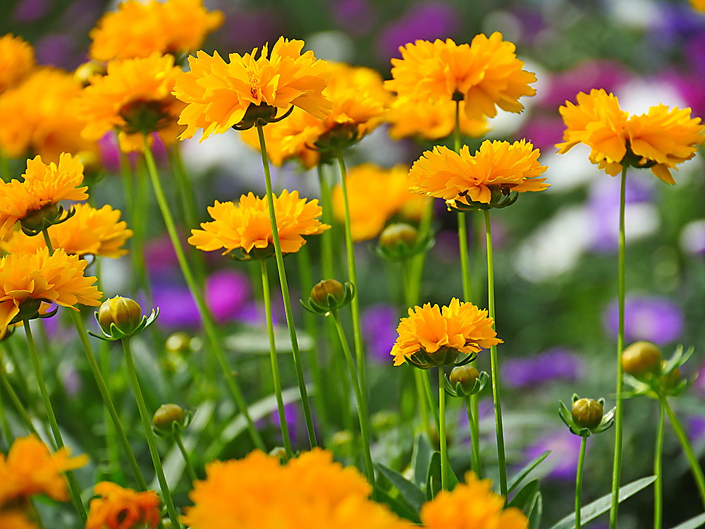 zur &Uuml;bersicht Bl&uuml;tentr&auml;ume 14