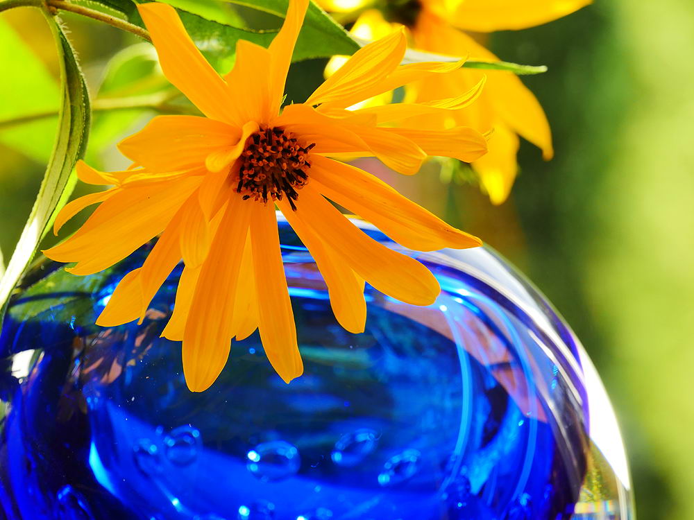 zur &Uuml;bersicht Bl&uuml;tentr&auml;ume 15