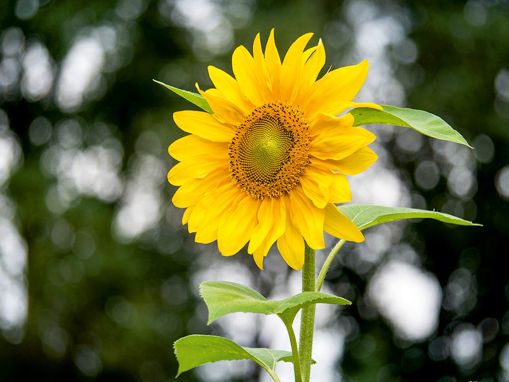 zur &Uuml;bersicht Bl&uuml;tentr&auml;ume 15
