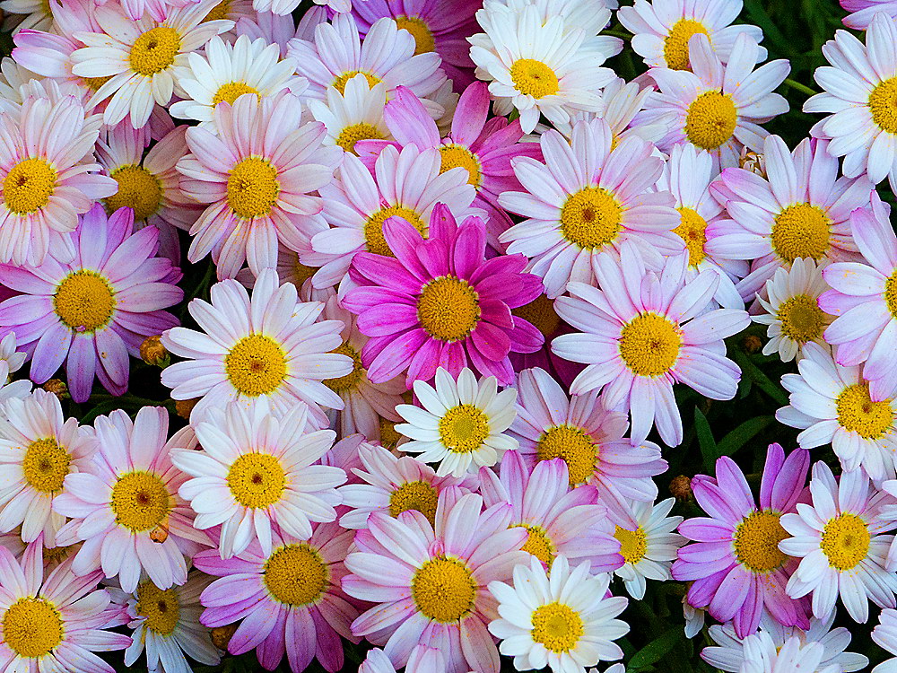 zur &Uuml;bersicht Bl&uuml;tentr&auml;ume 15