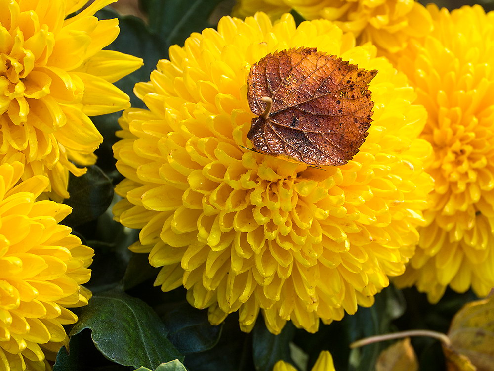 zur &Uuml;bersicht Bl&uuml;tentr&auml;ume 15