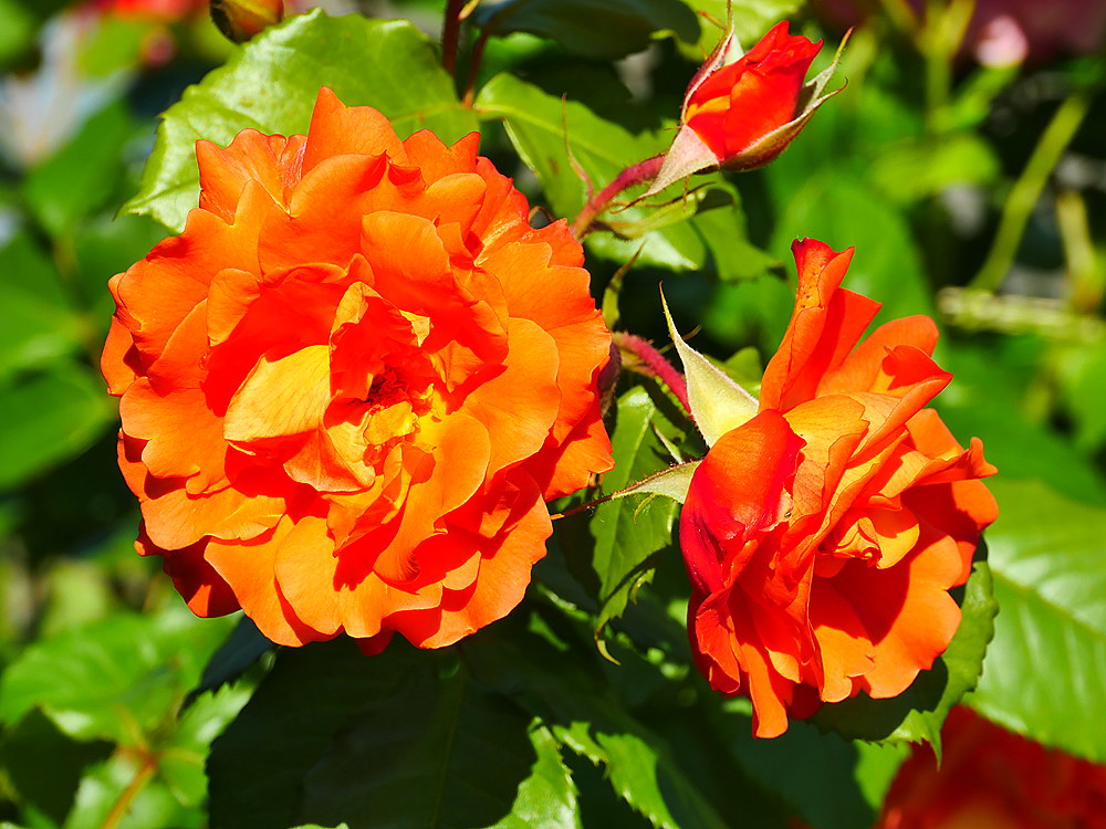 zur &Uuml;bersicht Bl&uuml;tentr&auml;ume 15