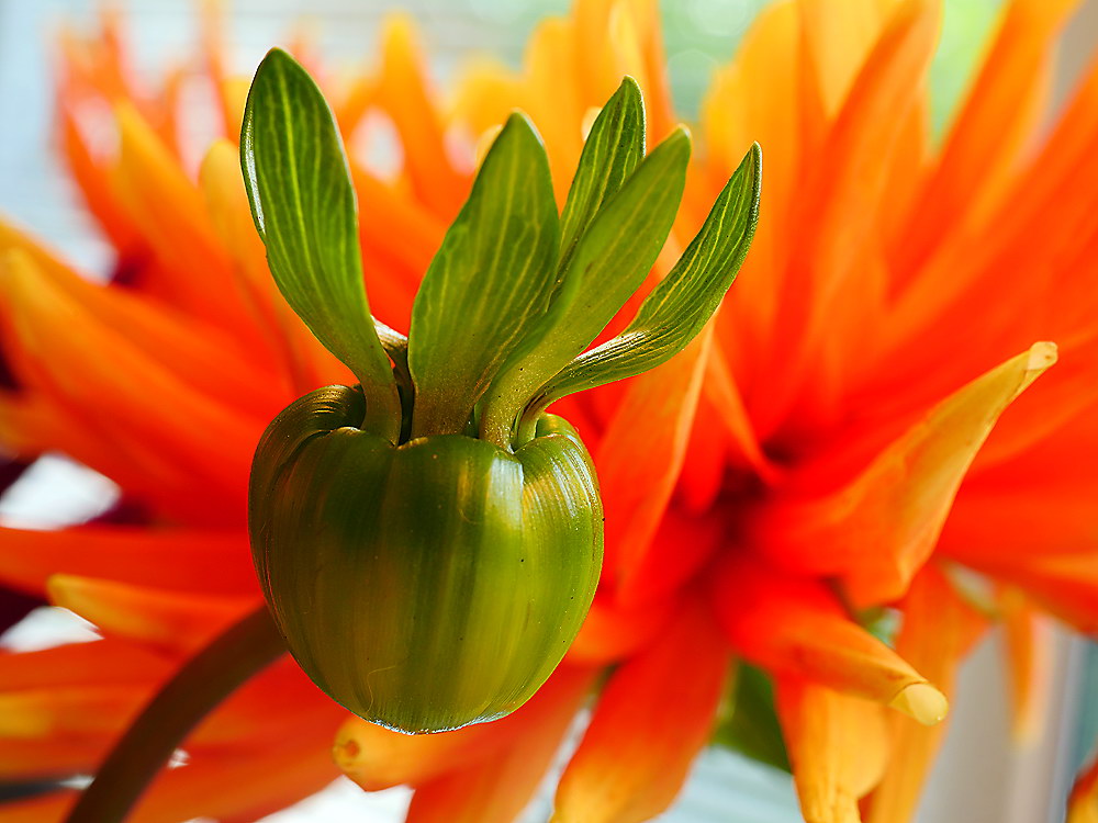 zur &Uuml;bersicht Bl&uuml;tentr&auml;ume 15