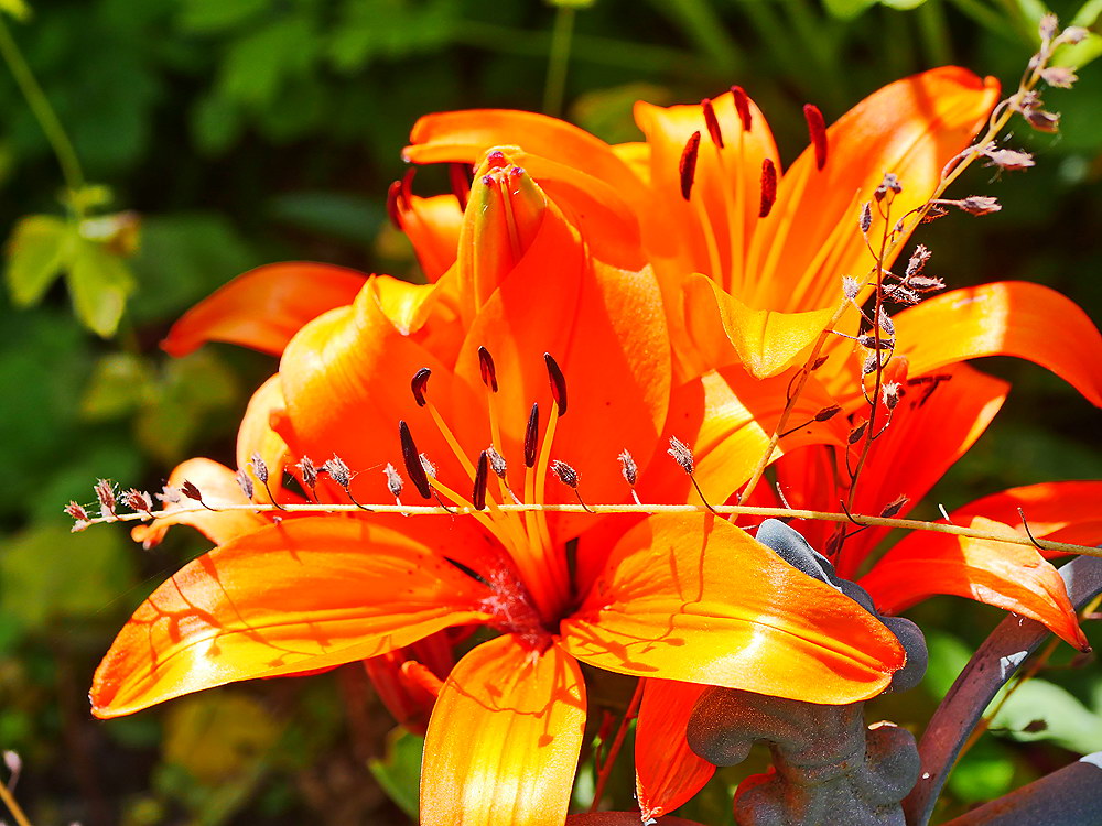 zur &Uuml;bersicht Bl&uuml;tentr&auml;ume 15