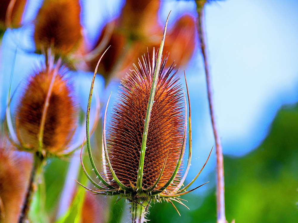 zur &Uuml;bersicht Bl&uuml;tentr&auml;ume 16